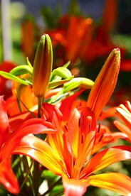 鲜花