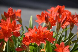 鲜花