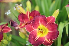 鲜花
