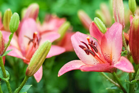 鲜花