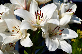 鲜花