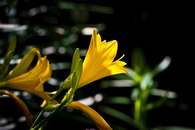 鲜花