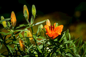 鲜花