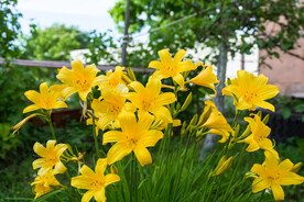 鲜花