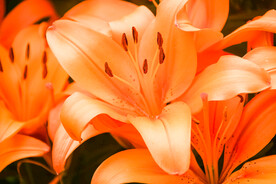 鲜花