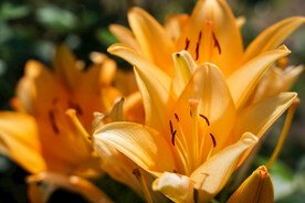 鲜花