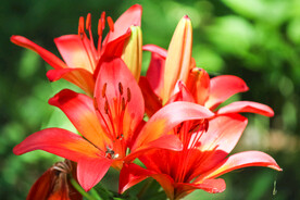 鲜花