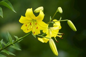 鲜花