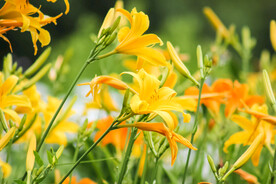 鲜花