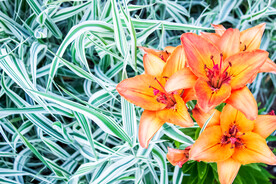 鲜花