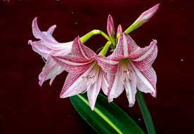 鲜花