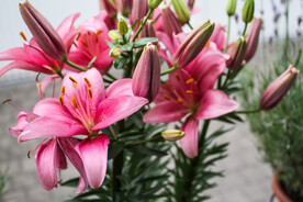 鲜花