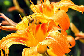 鲜花