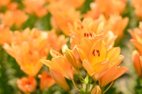 鲜花