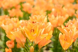 鲜花