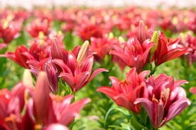 鲜花
