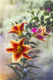 鲜花