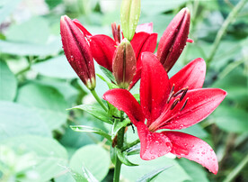 鲜花