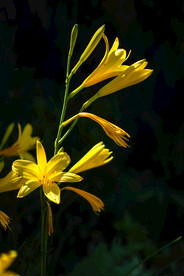 鲜花
