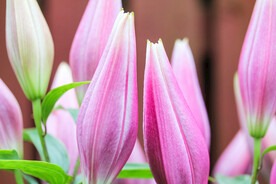 鲜花