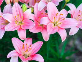 鲜花