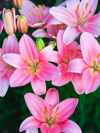 鲜花