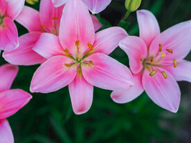 鲜花