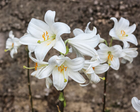 鲜花