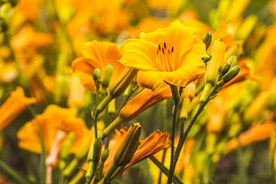 鲜花