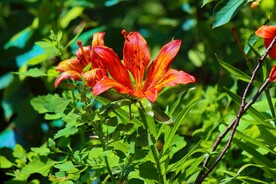 鲜花