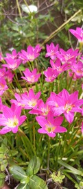 鲜花