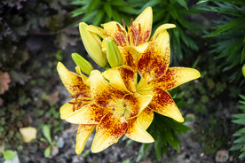 鲜花