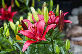 鲜花