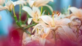 鲜花