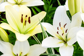 鲜花