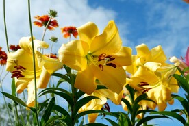 鲜花