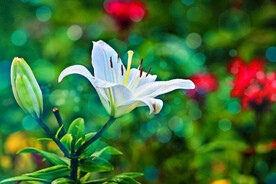 鲜花