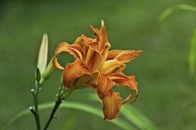 鲜花