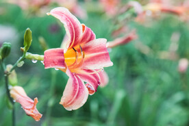 鲜花