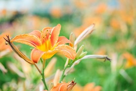 鲜花