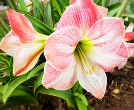 鲜花