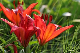 鲜花