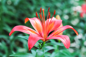 鲜花
