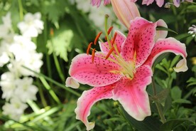 鲜花