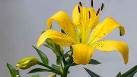 鲜花