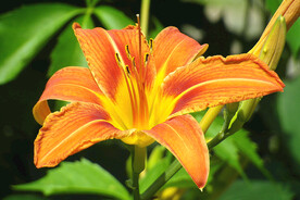 鲜花
