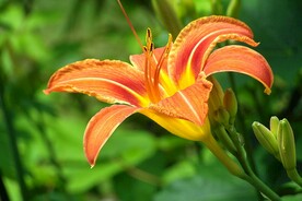 鲜花