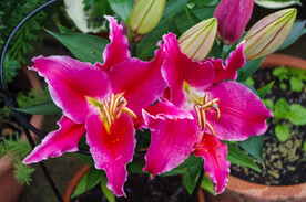 鲜花