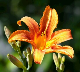 鲜花