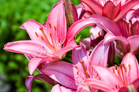 鲜花